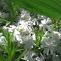 꽃잔디 키우기 - 씨앗 모종 심기 번식 개화시기 꽃말