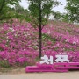 수원 광교호수공원 아기랑 가볼만한곳 신대호수 철쭉동산 꽃구경