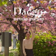 대구 월곡역사공원 겹벚꽃 실시간 대구 4월 꽃 명소 가볼만한곳
