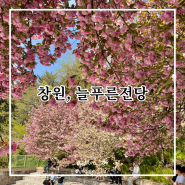 [창원] 4월, 창원 겹벚꽃 개화 늘푸른전당, 람사르생태공원, 창원 꽃놀이, 창원 가볼 만한 곳