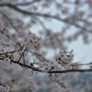 여수 벚꽃 명소 :: 승월마을 승월저수지🌸