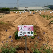 강서구 오곡텃밭농장 5평 주말농장 시작!(4월 14일)