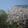 올림픽공원 벚꽃 명소 나홀로나무 출사 봄나들이 :: 서울 가볼만한 곳 꽃구경