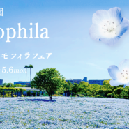 오사카 여행 이벤트 정보｜ 4월, 5월 다시 갈 오사카 여행 때, 봄 꽃놀이 스폿을 찾고 계시다면 오사카 나가이식물원 (長居植物園） 네모 필라 페어（ネモフィラフェア）는 어때요?