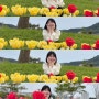 경남 꽃구경 양산 황산공원 튤립 진짜 이뻐요 주차, 위치 정보