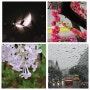 [좋은 글] 노래 방울· 나태주 시인 ㅣ비 오는 날의 풍경 일기(4월 15일~16일)ㅣ소나무와 4월의 상현달