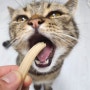 고양이치석제거/버디부 플레잉 덴탈츄 고양이 입냄새 강력추천