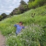 제주 유채꽃 명소 엉덩물계곡 4월 중문 가볼만한곳