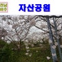 여수여행 벚꽃명소 여수자산공원 남파랑길