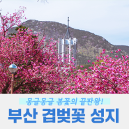 [부산 중구] 2024 부산 민주공원 겹벚꽃 개화 및 방문 꿀팁 대방출!