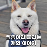 믹스견, 누렁이, 잡종, 시고르자브종 이야기(Feat.오토바이에 끌려가던 채 구조된 왕구)