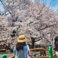 진안 마이산 벚꽃 여행 탑사 돌탑 그리고 벚꽃 터널