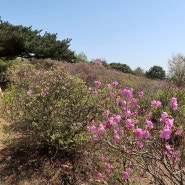 김포 가현산 (진달래 명소)