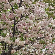 봄꽃의 향연
