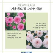경기도 농기원, 겨울에도 잘 자라는 국화 평가회 개최