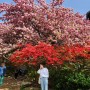 전주 겹벚꽃 명소 나들이 데이트추천 완산칠봉꽃동산