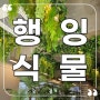 인조 행잉식물, 삼성동 카페 실내에 천장 조화장식 완성