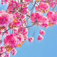 부산 유엔기념공원 겹벚꽃 명소 주차 입장료 포토존 위치 주의할점 4월 가볼만한곳