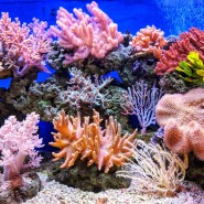 국제|전 세계 산호초 54%이상 백화현상
