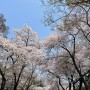 서울 아이랑 가볼만한곳 추천, 어린이대공원 벚꽃 후기