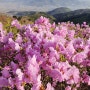 2024년 강화 고려산 진달래 축제, 분홍빛 진달래 꽃구경