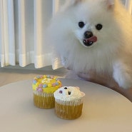 창원 강아지 생일 케이크, 미미펫푸드