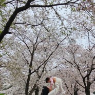 대구 벚꽃 이월드/앞산 카펠라/앞산빨래터공원 수양벚꽃