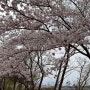 속초 벚꽃 명소 영랑호