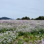 2024년 제주 무료입장 가능한 갯무꽃밭과 겹벚꽃 명소에서 웨딩스냅 촬영하세요(4월 14일 개화 현황)