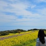 당일치기 오사카 근교여행 아와지시마 아와지섬 はなさじき 하나사지키 계절별 꽃 종류와 개화시기 정리