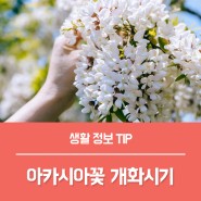 아카시아꽃 개화시기 꽃말 특징, 아까시나무 차이는?