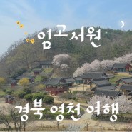 경북 영천 가볼 만한 곳 임고서원 전망대 벚꽃 은행나무