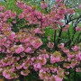 겹벚꽃명소 카이스트 나들이
