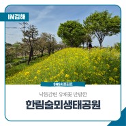 낙동강변 유채꽃만발한 김해시 한림술뫼생태공원