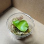 [포장-발송]박쥐난 코로나리움(Platycerium Coronarium) 유묘 전달