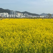 [부산] 부산 대저 생태공원 유채꽃 / 부산 가볼 만한 곳