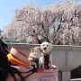 대전 카이스트 능수벚꽃 보러 애견동반여행
