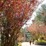 영덕 가볼만한곳 삼사해상공원 내 산책로에 있는 숨은 겹벚꽃 길 드라이브코스
