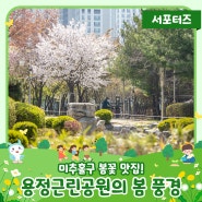 미추홀구 봄꽃 맛집! ‘용정근린공원’의 봄 풍경