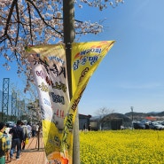 맹방유채꽃축제와묵호항