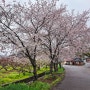 어느 시골 마을의 벚꽃 풍경