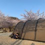 0409-10 벚꽃캠핑 영흥농어바위캠핑장