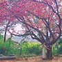 서울 보라매공원 겹벚꽃 위치 주차 서울 주말나들이 놀러갈만한곳