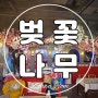 인조 벚꽃나무, 논산시 식당 실내 조화조경 공사 후기