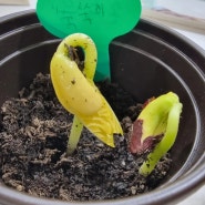 강낭콩 키우기 초등학교 4학년 과학 식물의 한살이