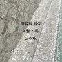 봉쥬의 일상. 24년 4월 기록(2주차)