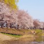 김포 계양천 금파로 벚꽃길, 주차하기 어려우나 벚꽃축제 구경하기 너무 좋음
