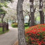 금산 보곡산골 산벚꽃 축제 산책