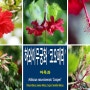 하와이무궁화 '코오페리' [Hibiscus rosa-sinensis 'Cooperi’] 아욱과 상록활엽관목 열대 아열대식물