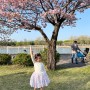 하남 미사경정 공원 벚꽃